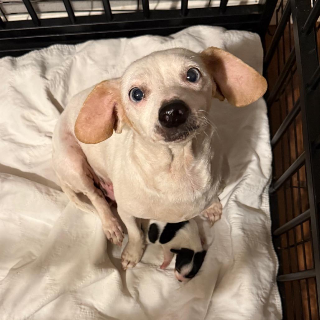 Snow White, Adoptable, Senior Female Dachshund & Chihuahua.