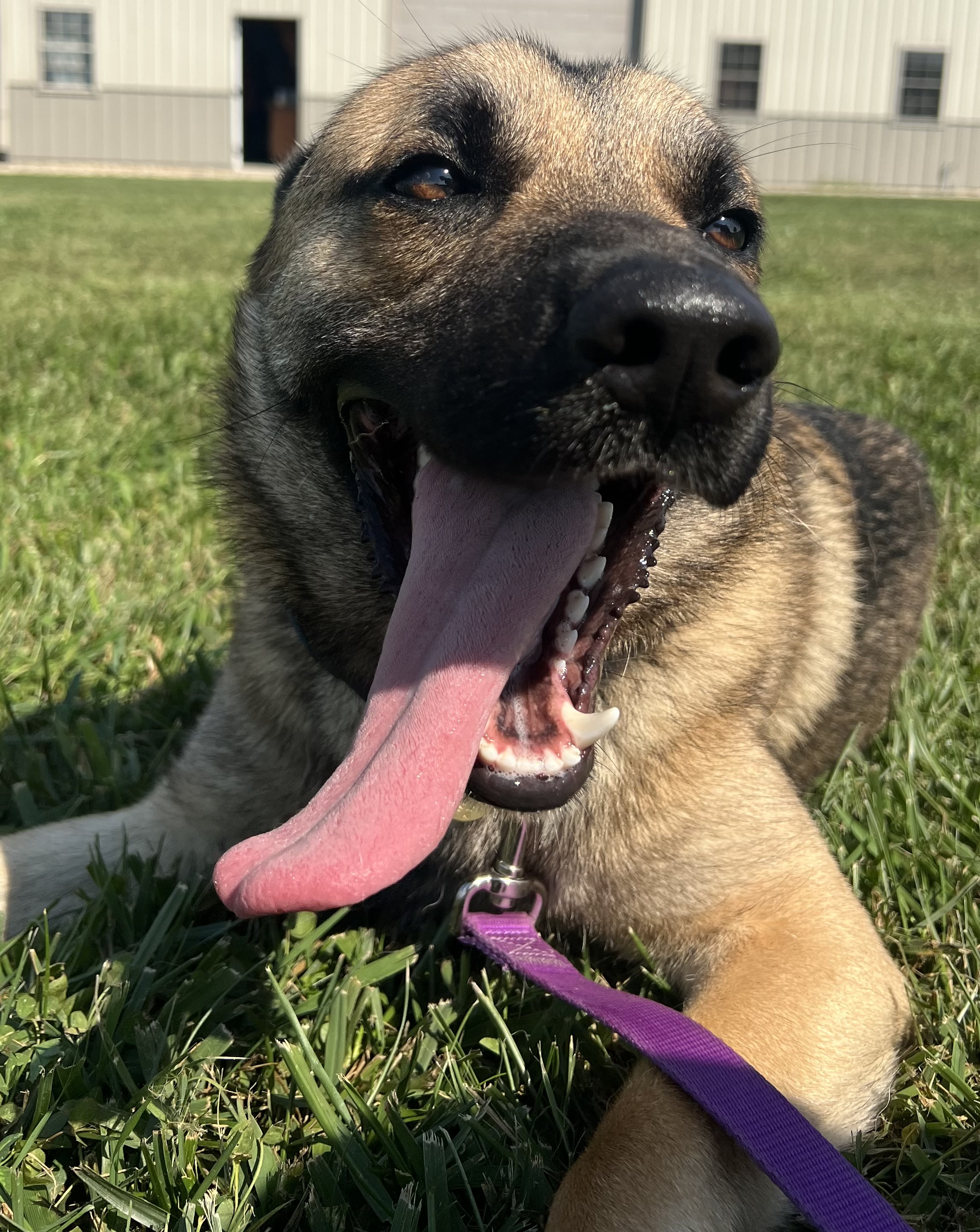 Cash, a Adoptable mixed breed in Brazil, IN image 3/7