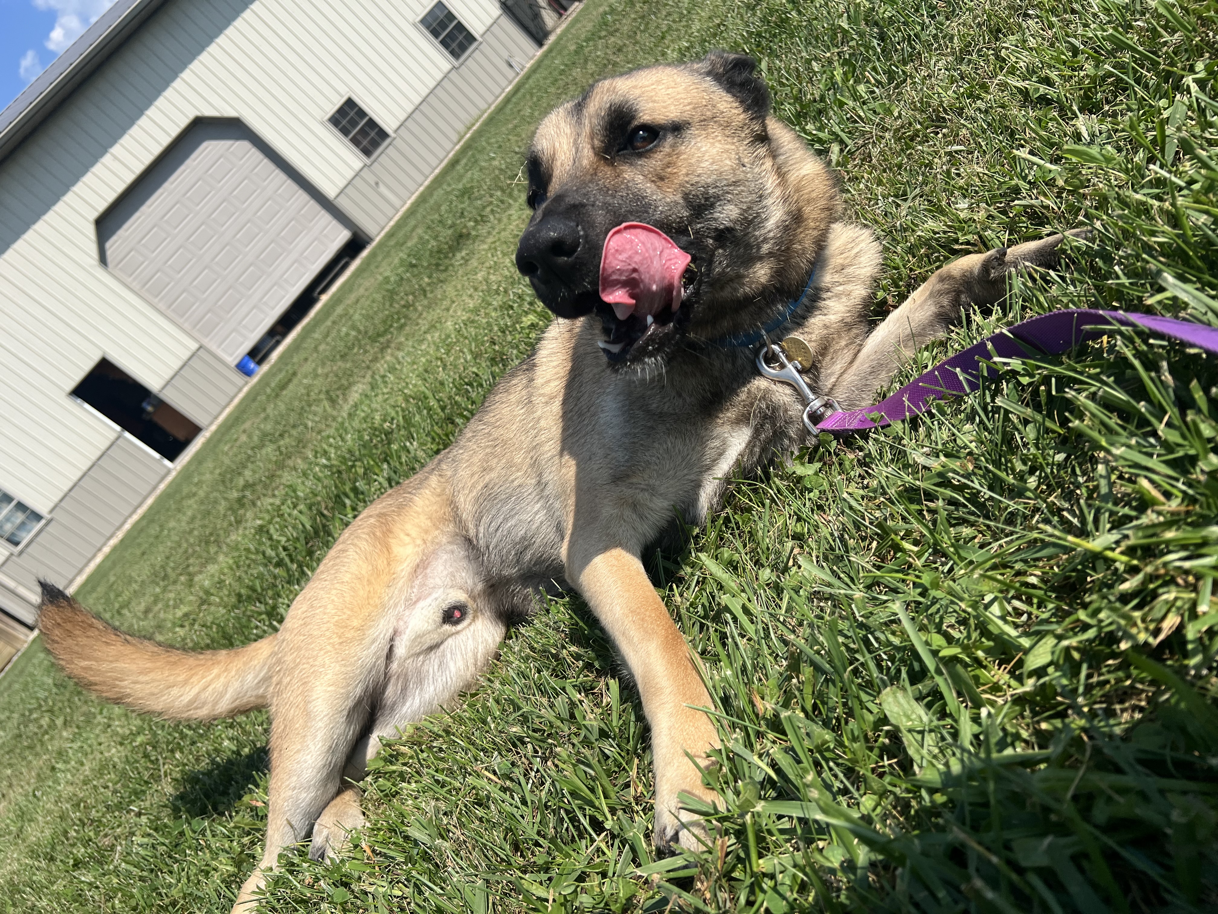 Cash, a Adoptable mixed breed in Brazil, IN image 2/7