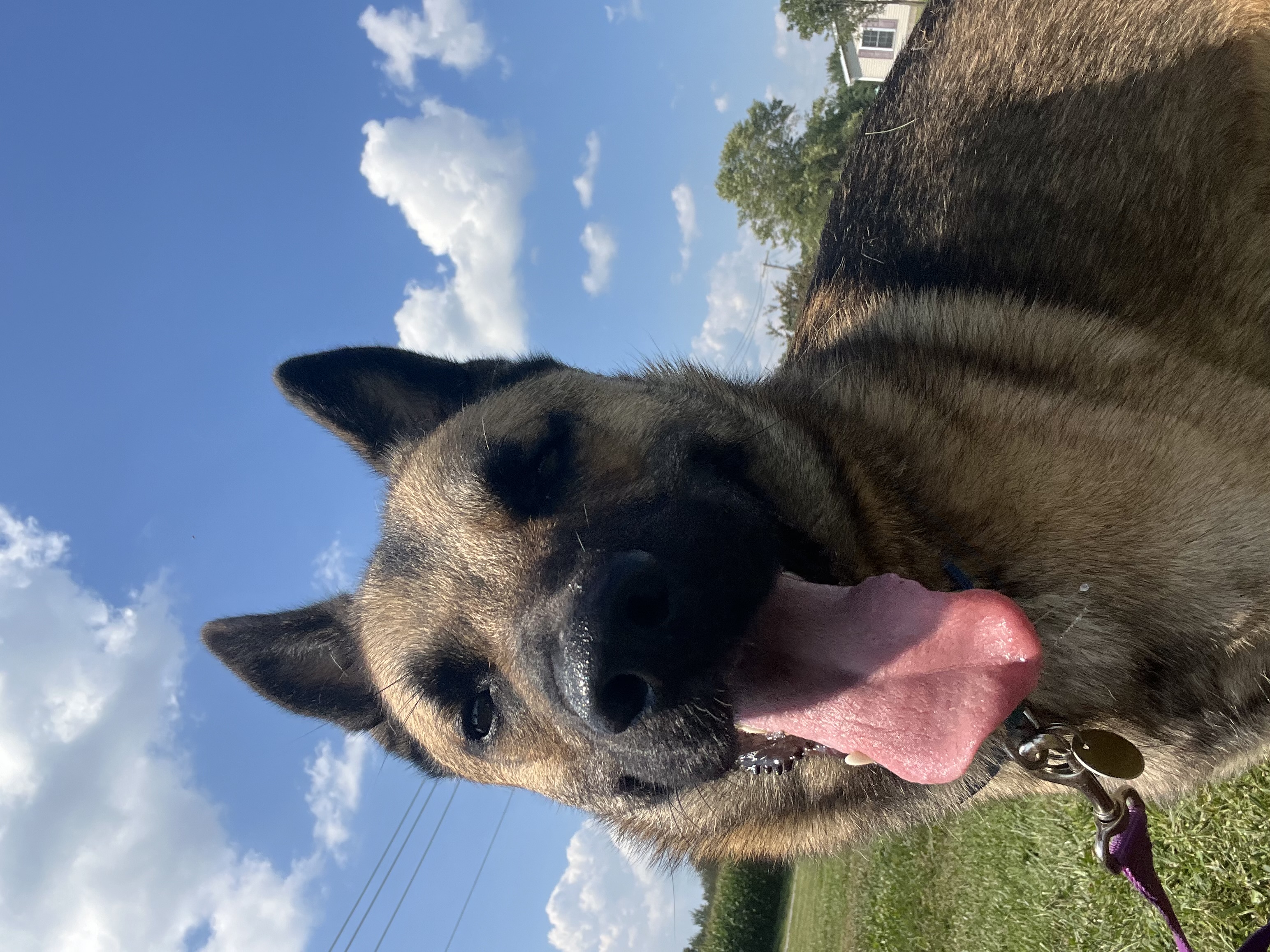 Cash, a Adoptable mixed breed in Brazil, IN image 4/7
