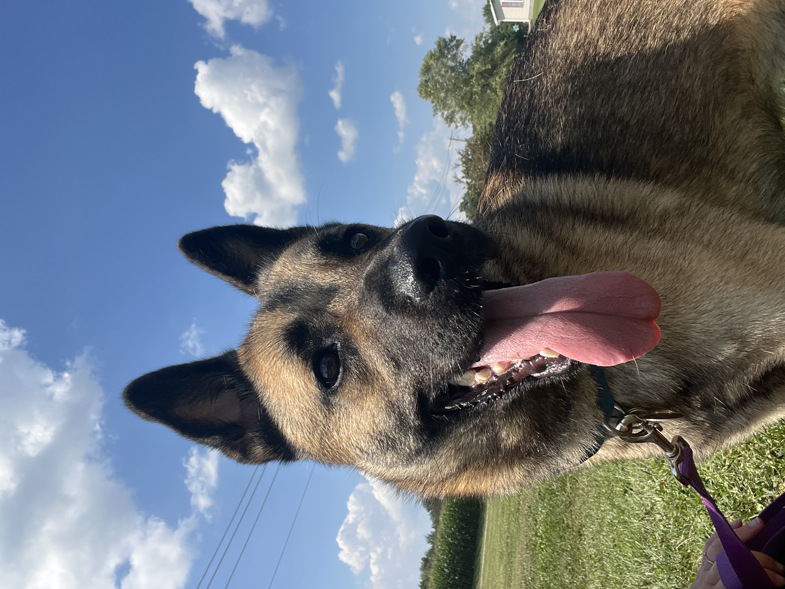 Cash, a Adoptable mixed breed in Brazil, IN image 5/7
