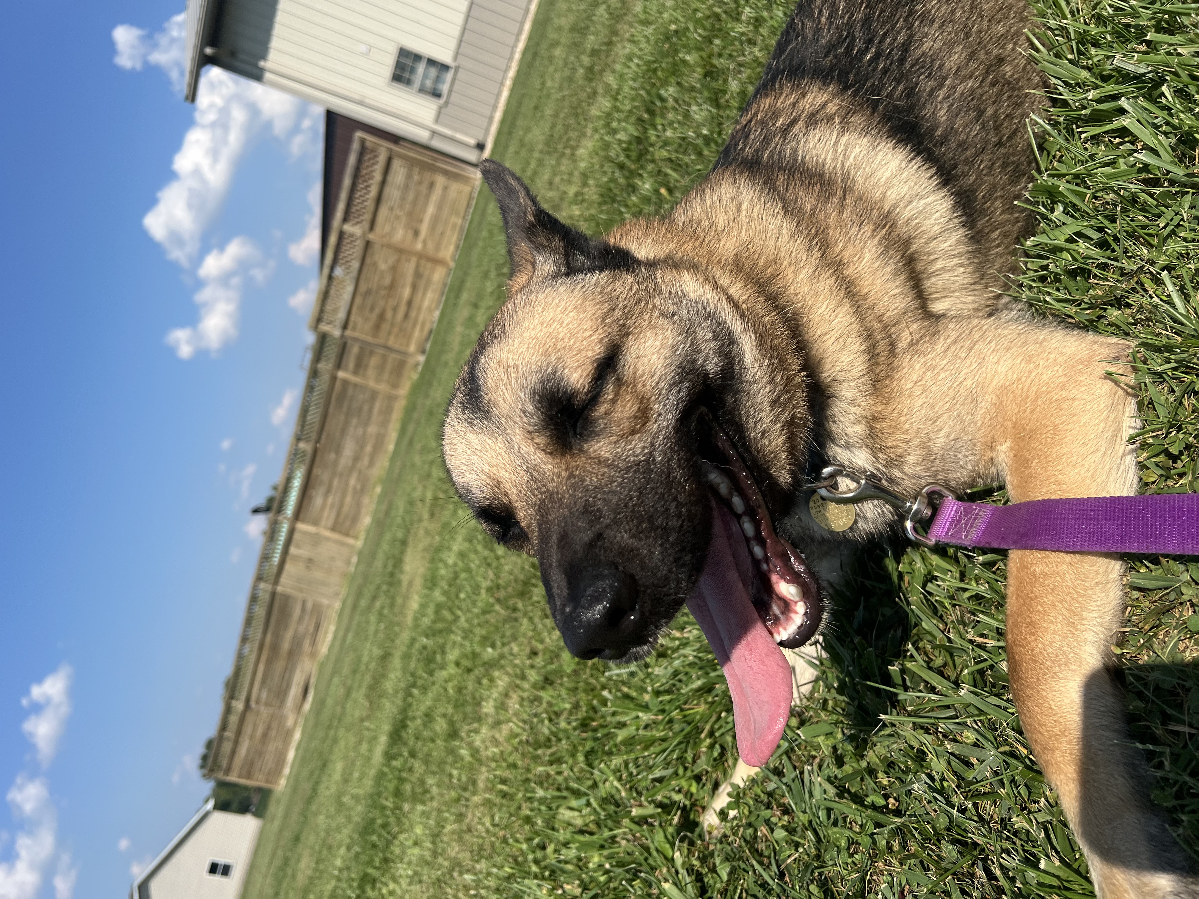 Cash, a Adoptable mixed breed in Brazil, IN image 6/7