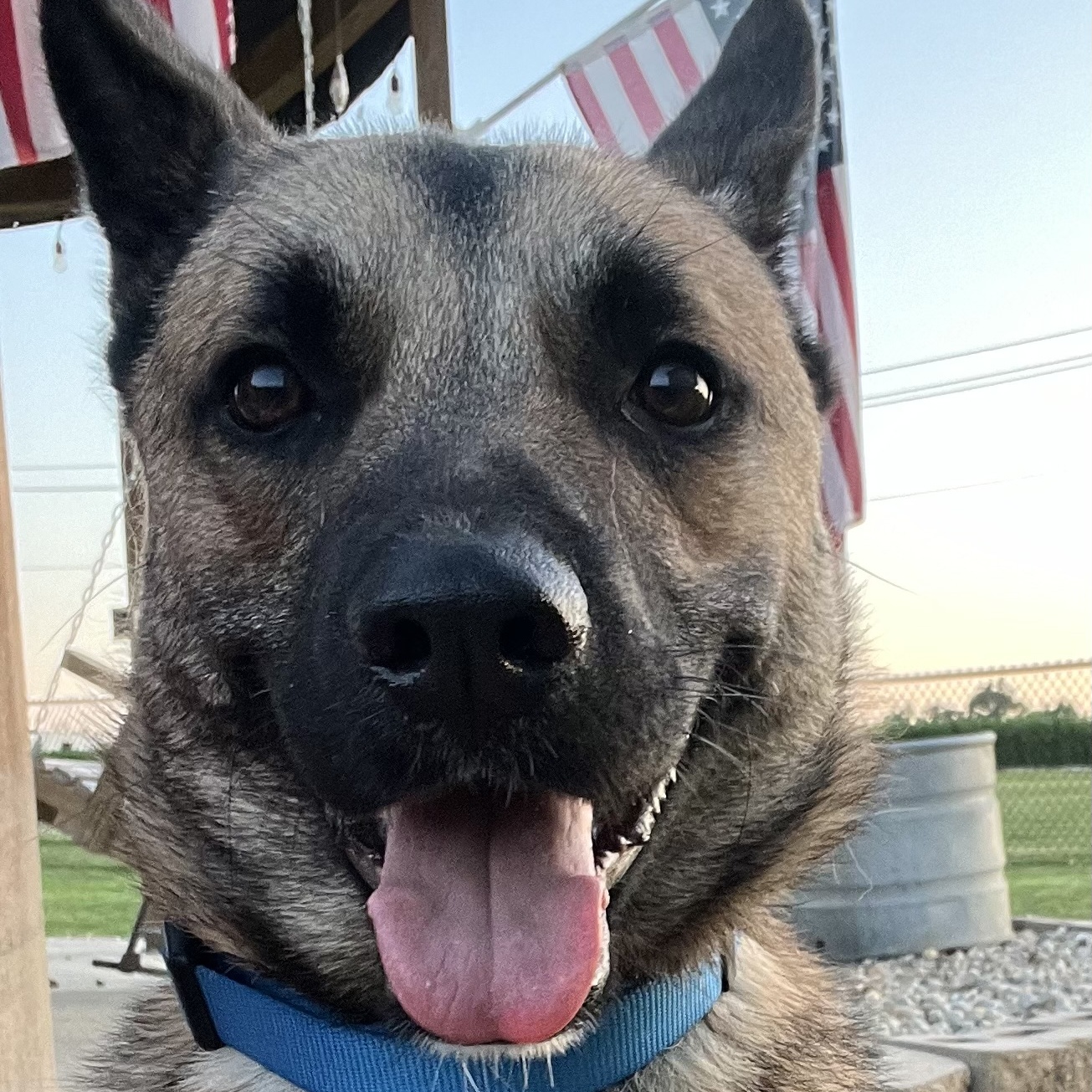 Cash, Adoptable, Young Male German Shepherd Dog.