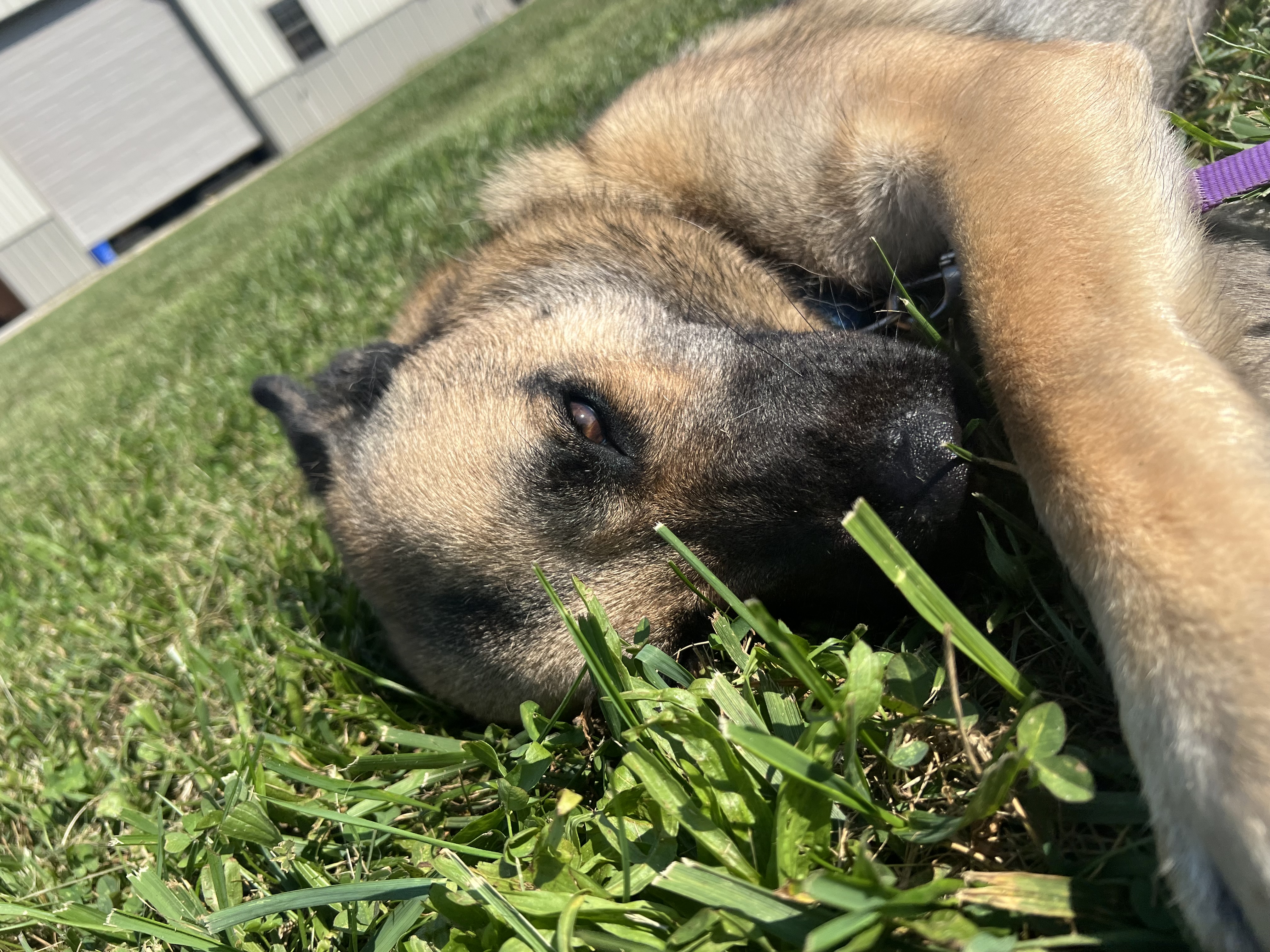 Enlarge Cash, a Adoptable mixed breed in Brazil, IN image 7/7