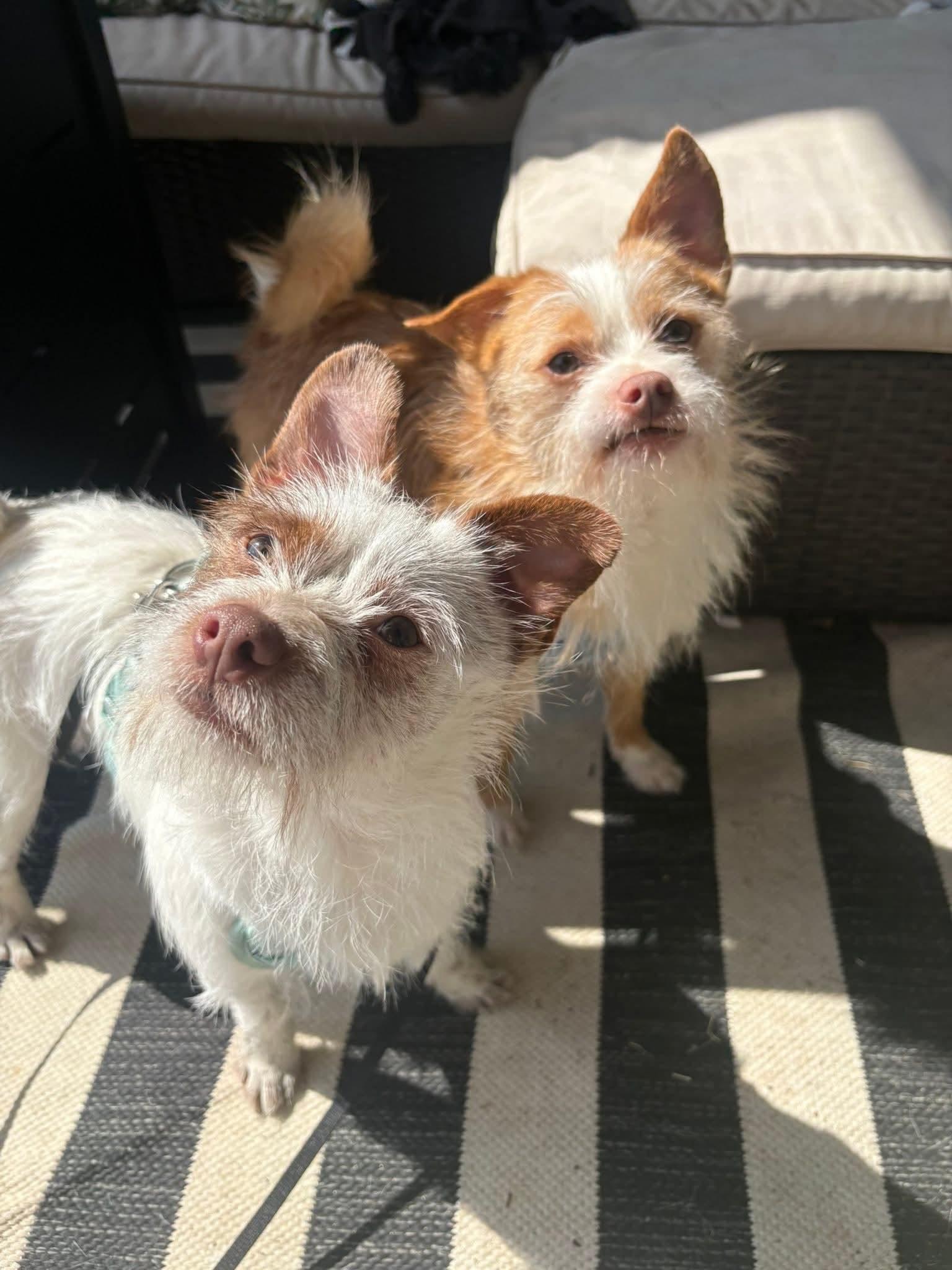 Enlarge Jack & Jester, a Adoptable Terrier in Dallas, TX image 1/2