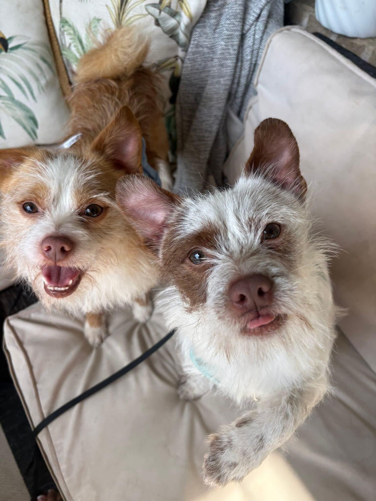 Enlarge Jack & Jester, a Adoptable Terrier in Dallas, TX image 2/2