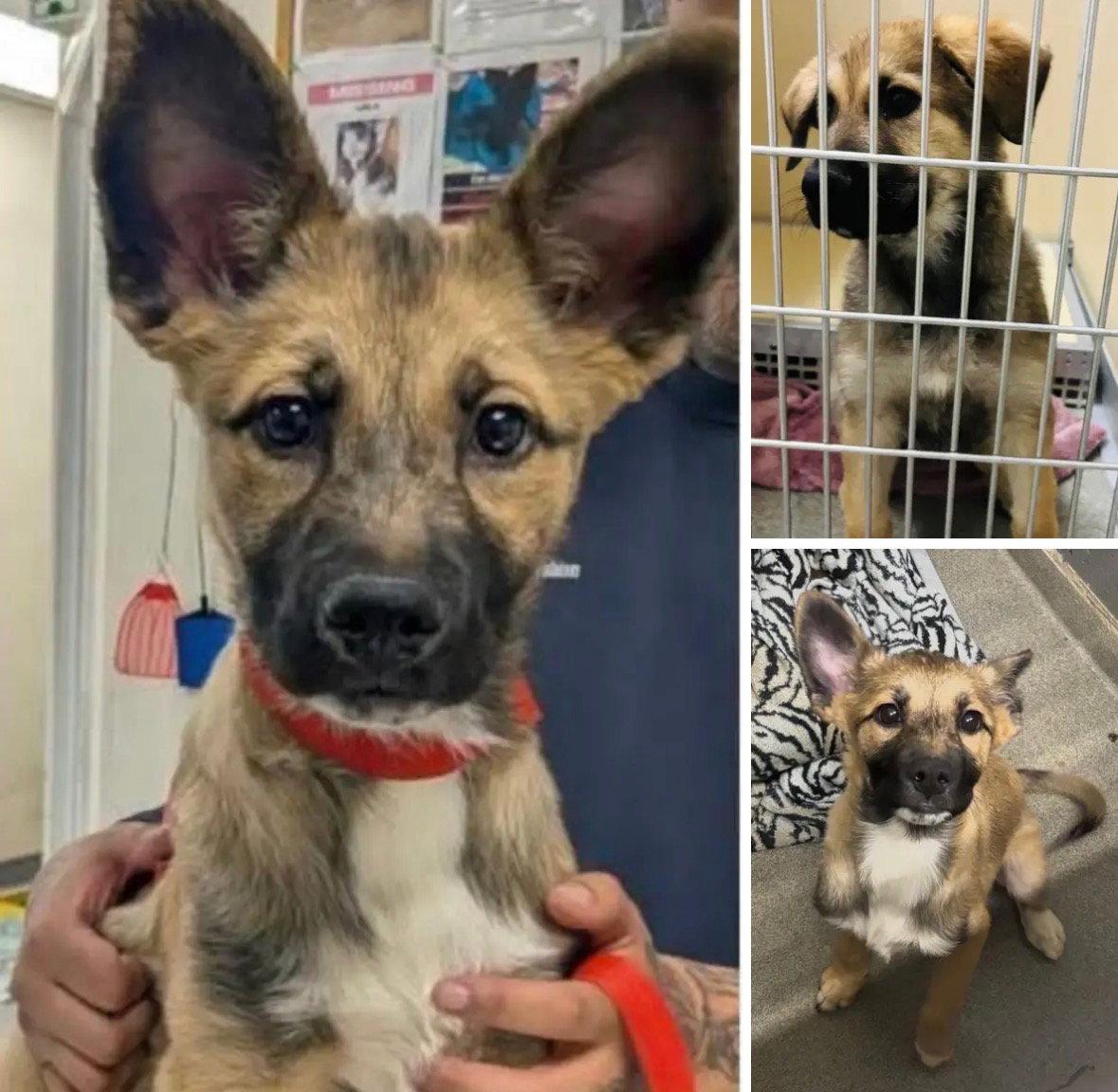 Ranger, Adopted, Young Male Mixed Breed.