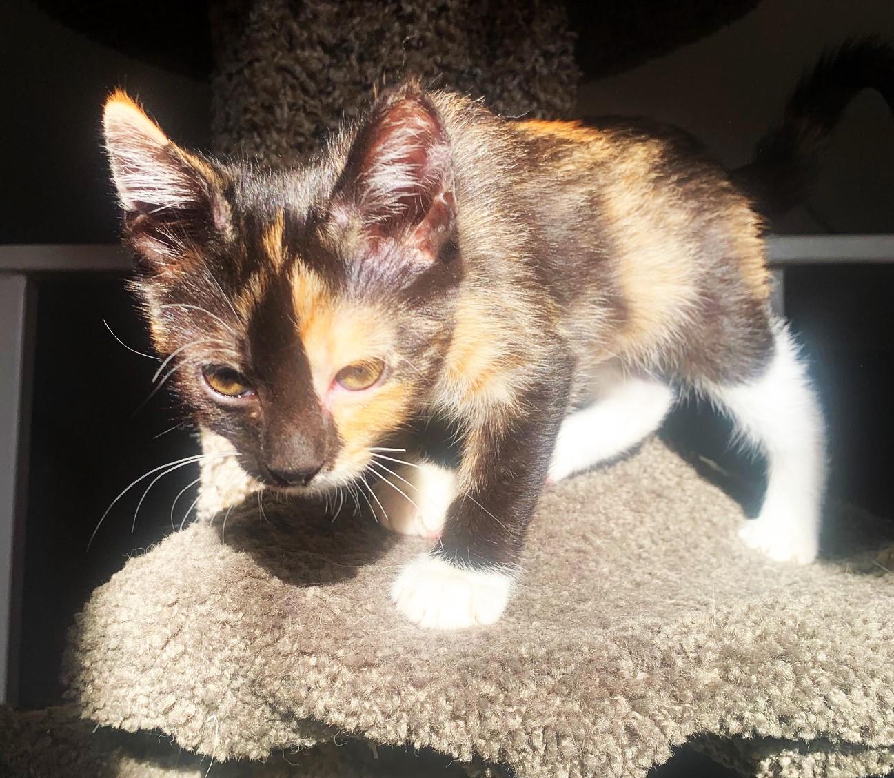Melody (A142567), Adopted, Kitten Female Calico.