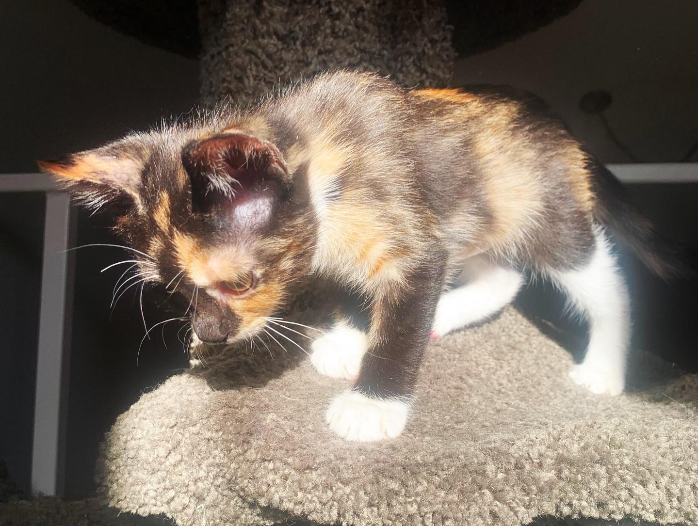 Enlarge Melody (A142567), a Adopted Calico in Burbank, CA image 2/2