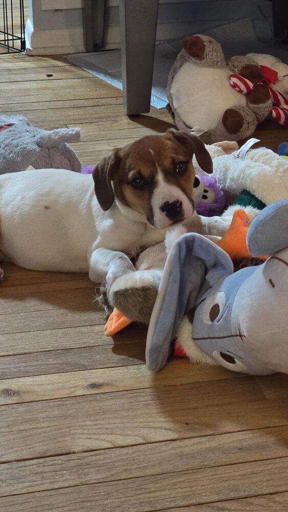 Lexi, Adoptable, Puppy Female Beagle & Jack Russell Terrier.
