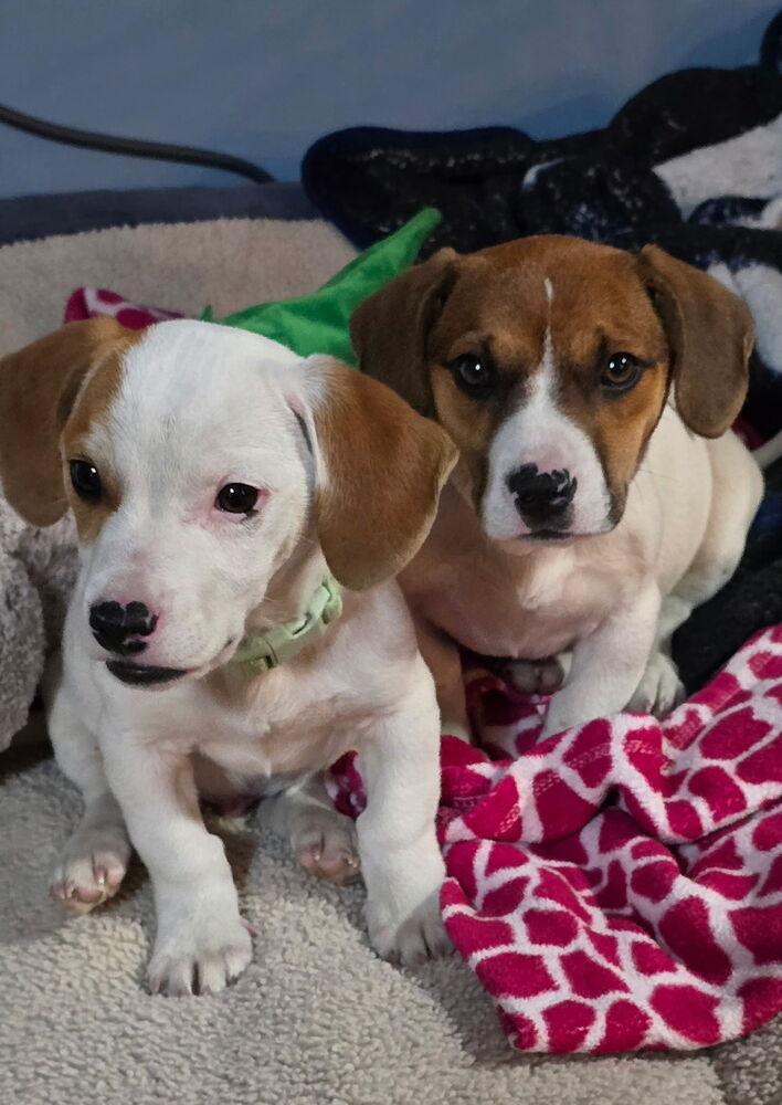 Enlarge Lexi, a Adoptable mixed breed in Willingboro, NJ image 2/4