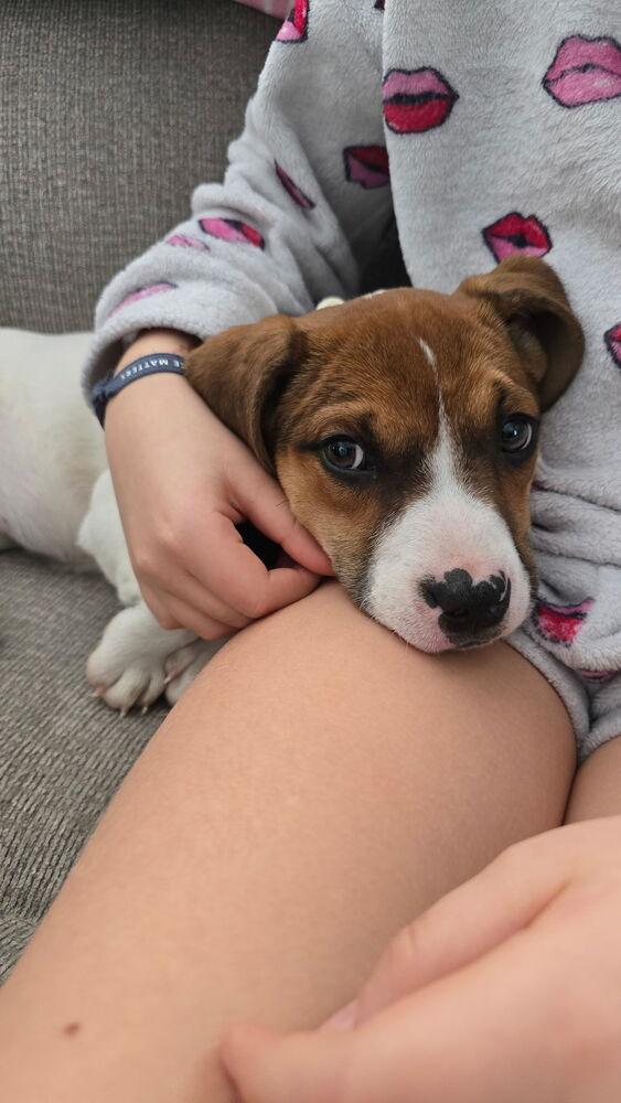 Enlarge Lexi, a Adoptable mixed breed in Willingboro, NJ image 3/4