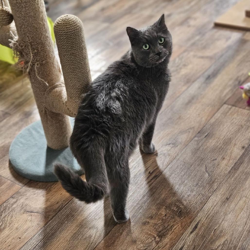 Dusty, ADOPTABLE, Adult Male Russian Blue & Domestic Short Hair.