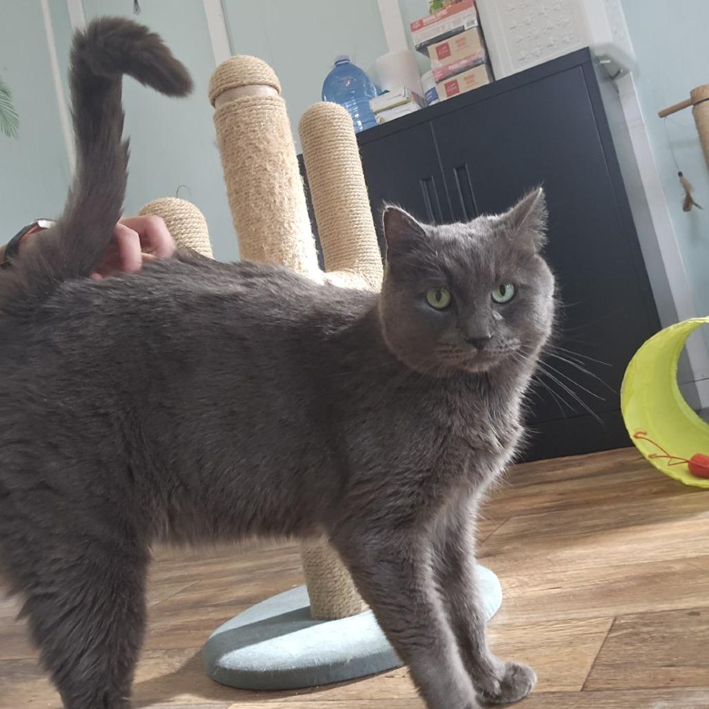 Enlarge Dusty, a ADOPTABLE mixed breed in Ocala, FL image 2/2