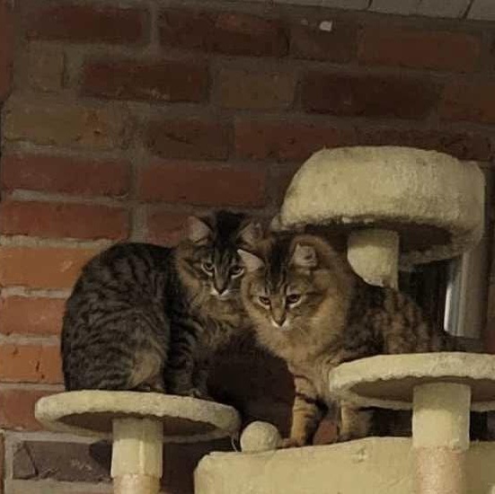 Braveheart, Adopted, Young Male Domestic Medium Hair & Tabby.