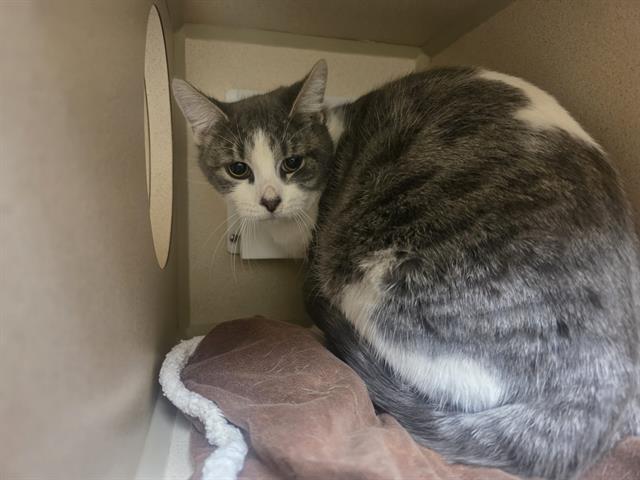 EGGO MY LEGGO, Adoptable, Adult Male Domestic Short Hair.