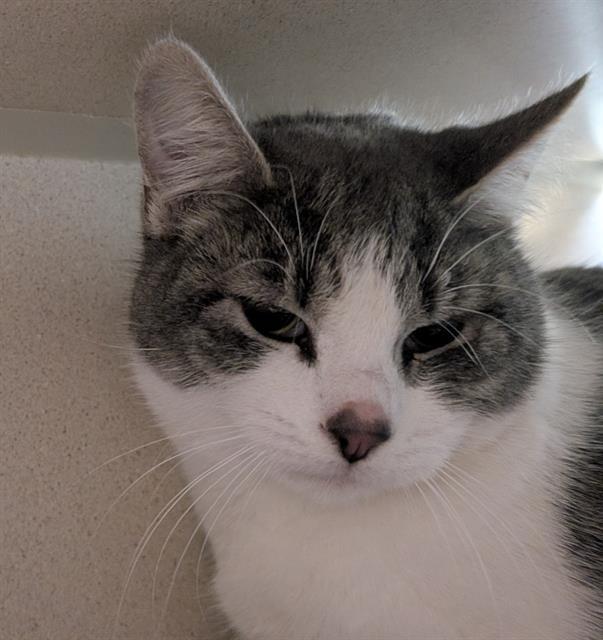 Enlarge EGGO MY LEGGO, a Adoptable Domestic Short Hair in Denver, CO image 1/1