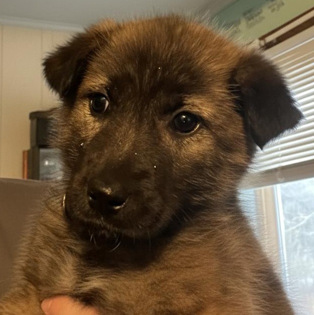 Enlarge Fuzzy, an adopted mixed breed in Oak Bluffs, MA image 1/1