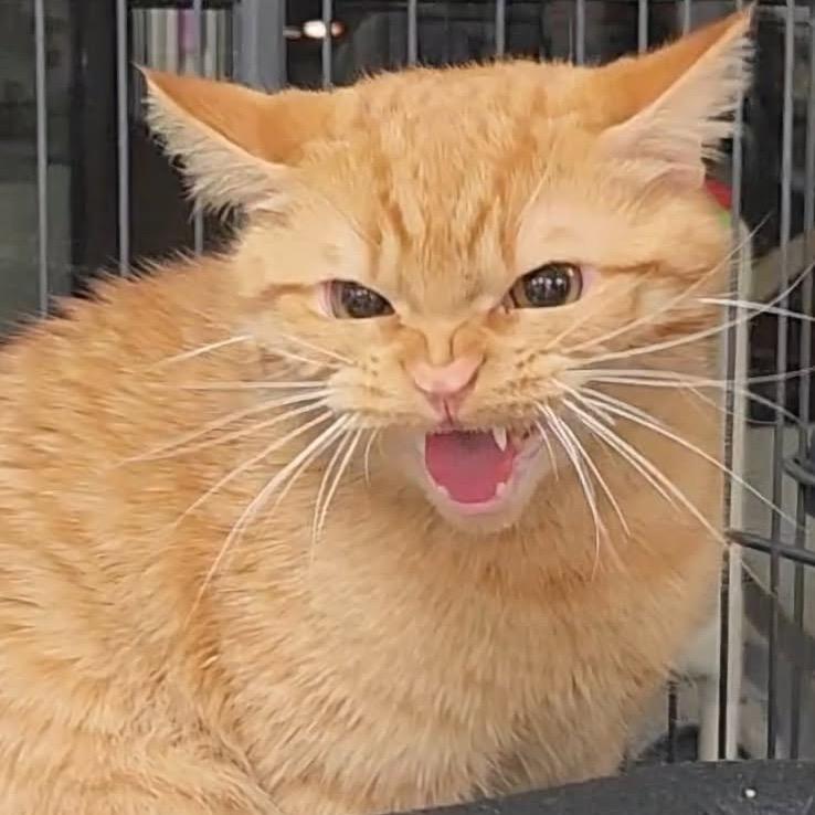 Credenza, a Adoptable Domestic Medium Hair in Alexandria, VA image 1/4