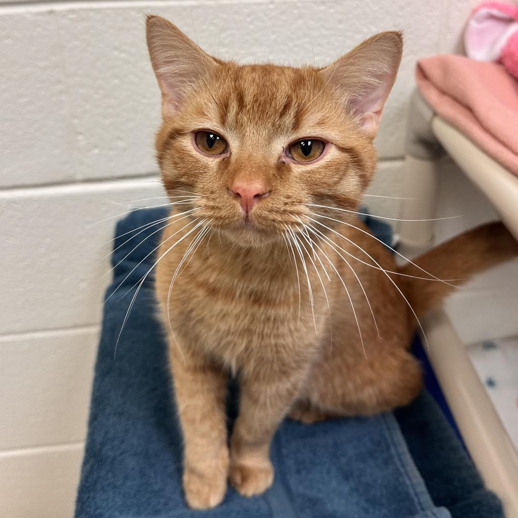Credenza, a Adoptable Domestic Medium Hair in Alexandria, VA image 2/4