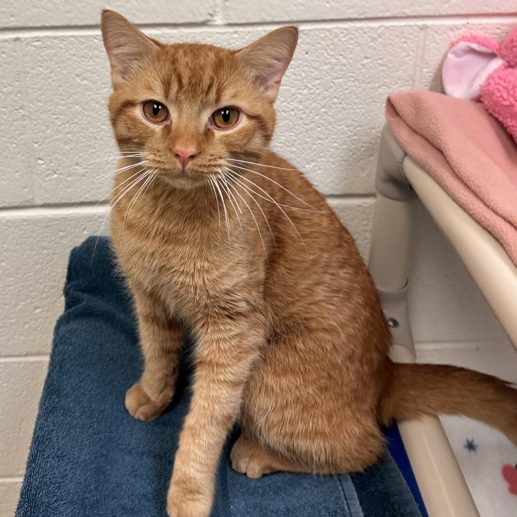 Credenza, a Adoptable Domestic Medium Hair in Alexandria, VA image 3/4