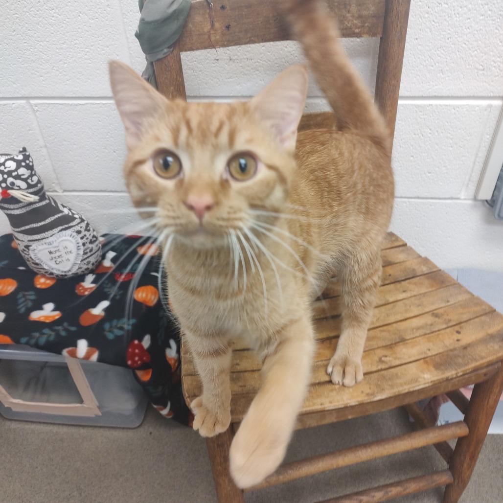 Credenza, a Adoptable Domestic Medium Hair in Alexandria, VA image 4/4