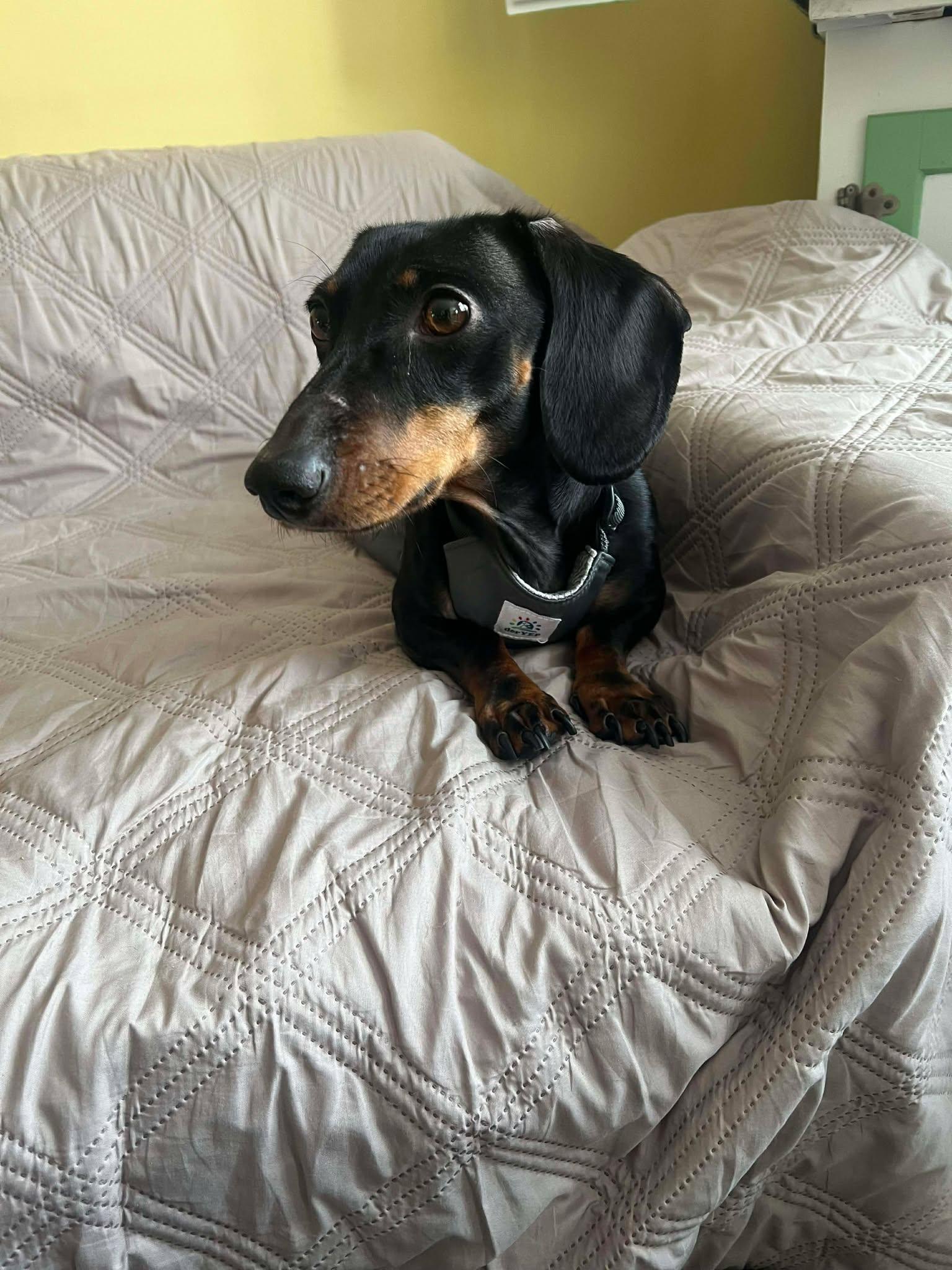 Enlarge Chili Cheese, a ADOPTABLE Dachshund in Utterson, ON image 2/2