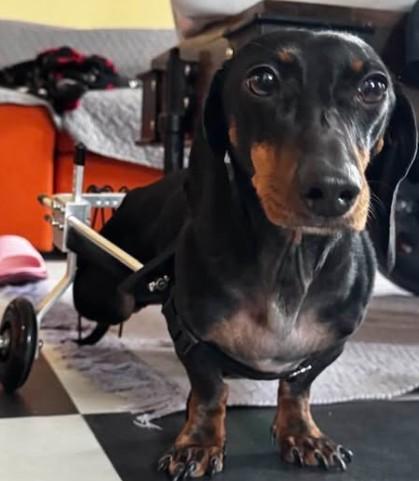 Enlarge Chili Cheese, a ADOPTABLE Dachshund in Utterson, ON image 1/2