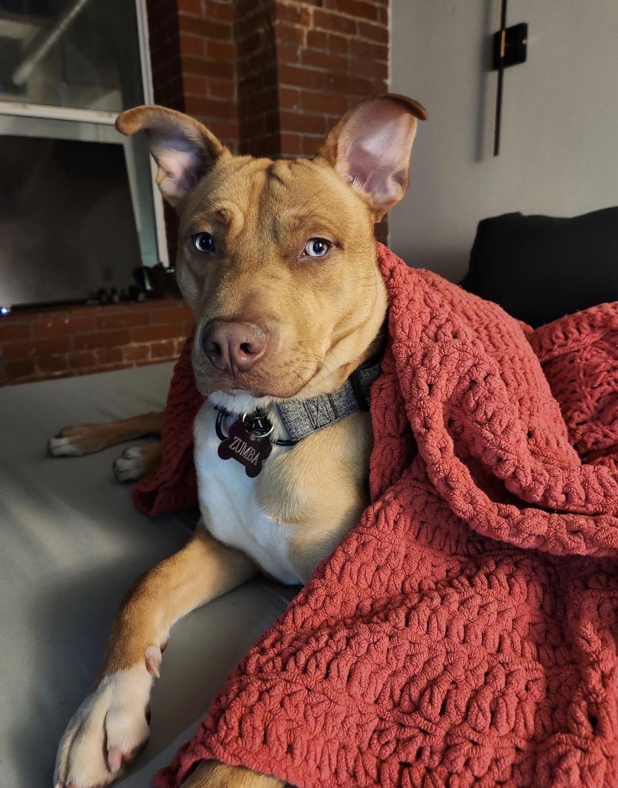 Zumba, Adoptable, Young Male Pit Bull Terrier.