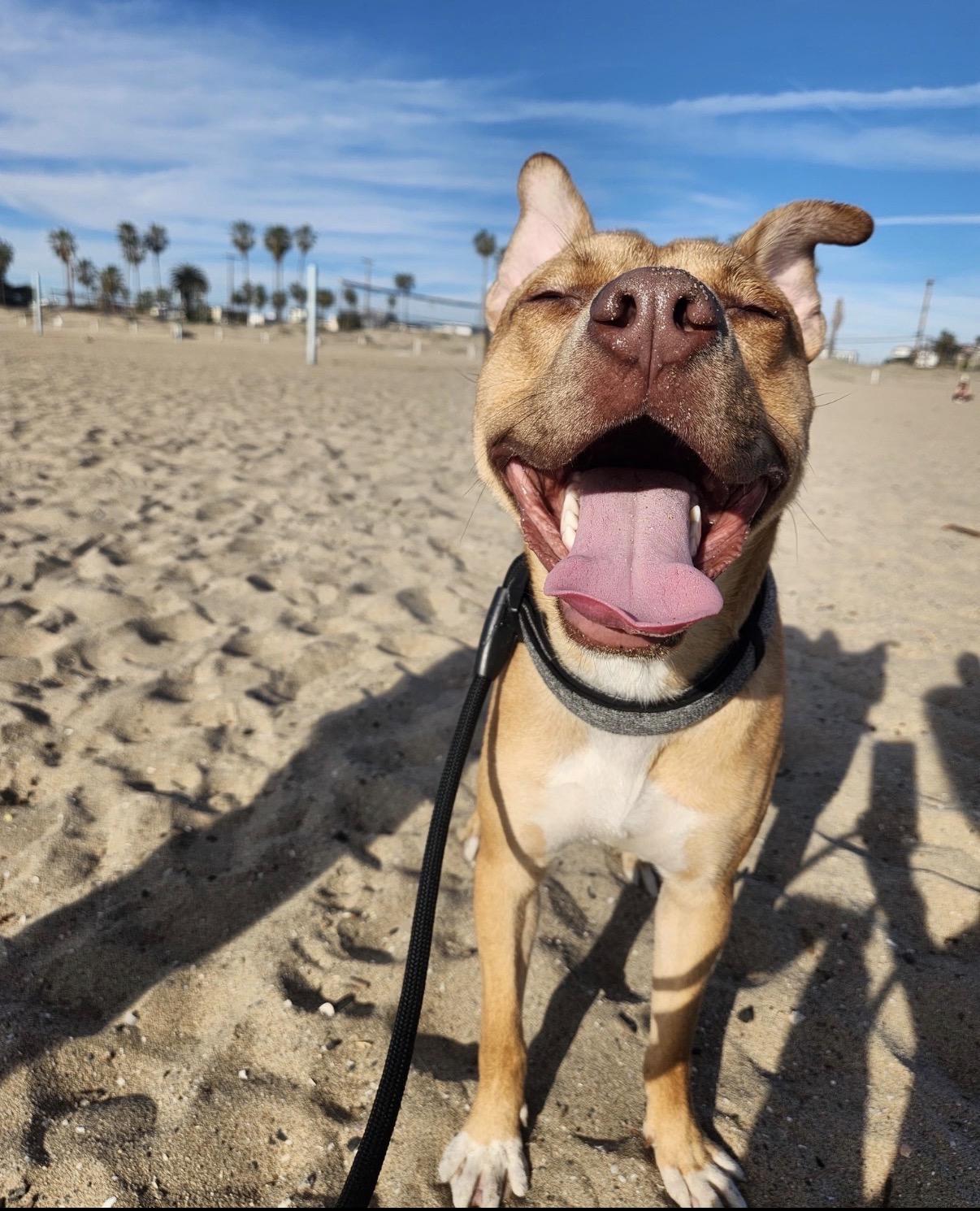 Zumba, a Adoptable Pit Bull Terrier in Tarzana, CA image 2/4