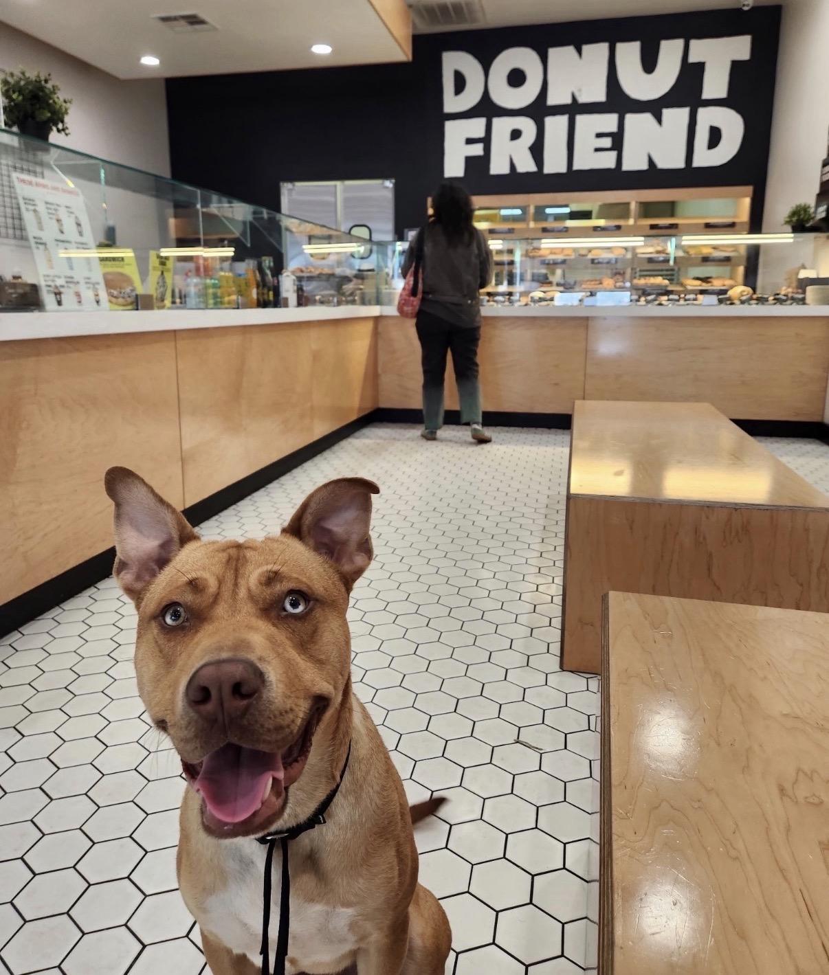 Zumba, a Adoptable Pit Bull Terrier in Tarzana, CA image 4/4