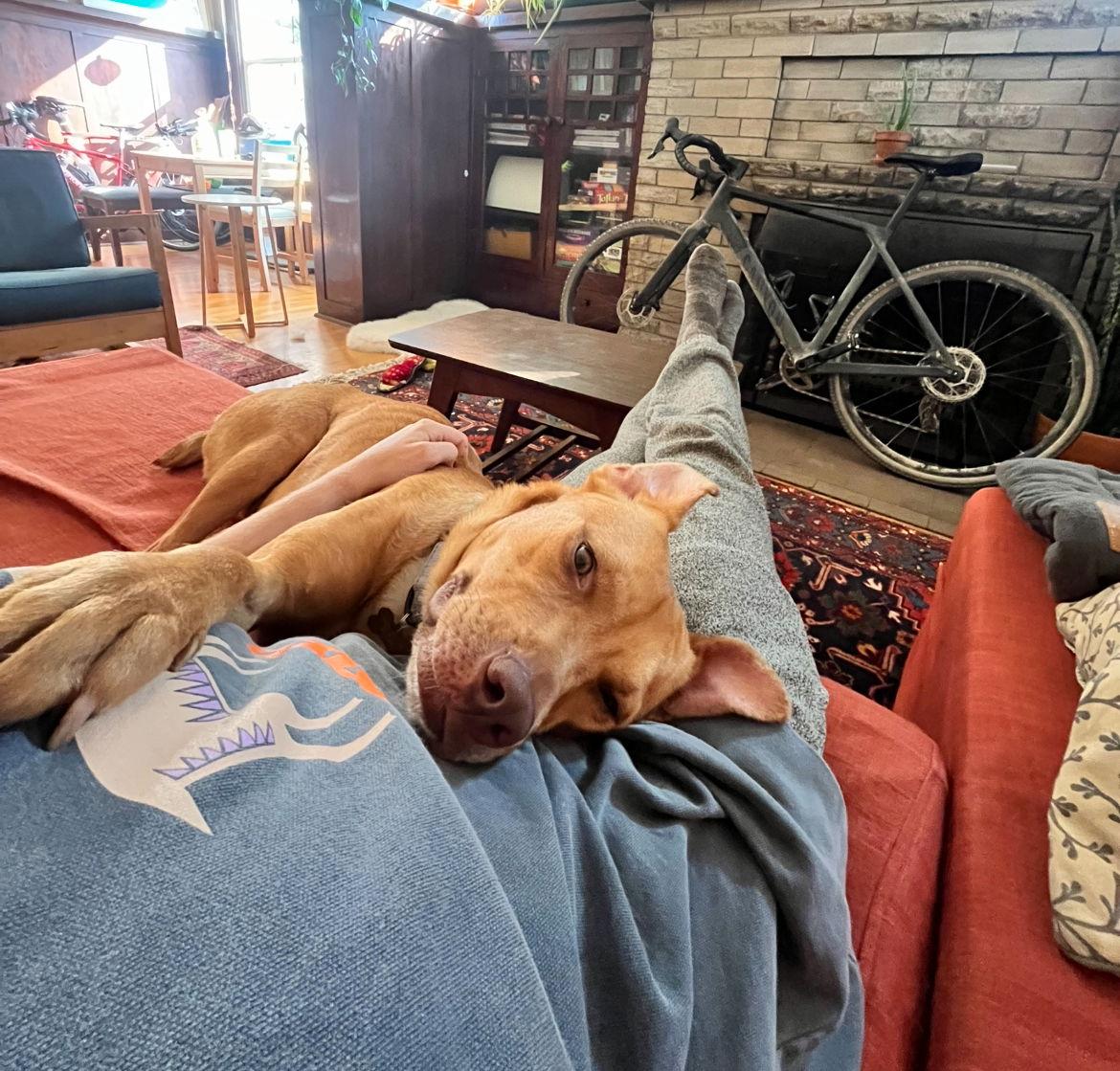 Enlarge Violet, a Adopted mixed breed in Bothell, WA image 1/3