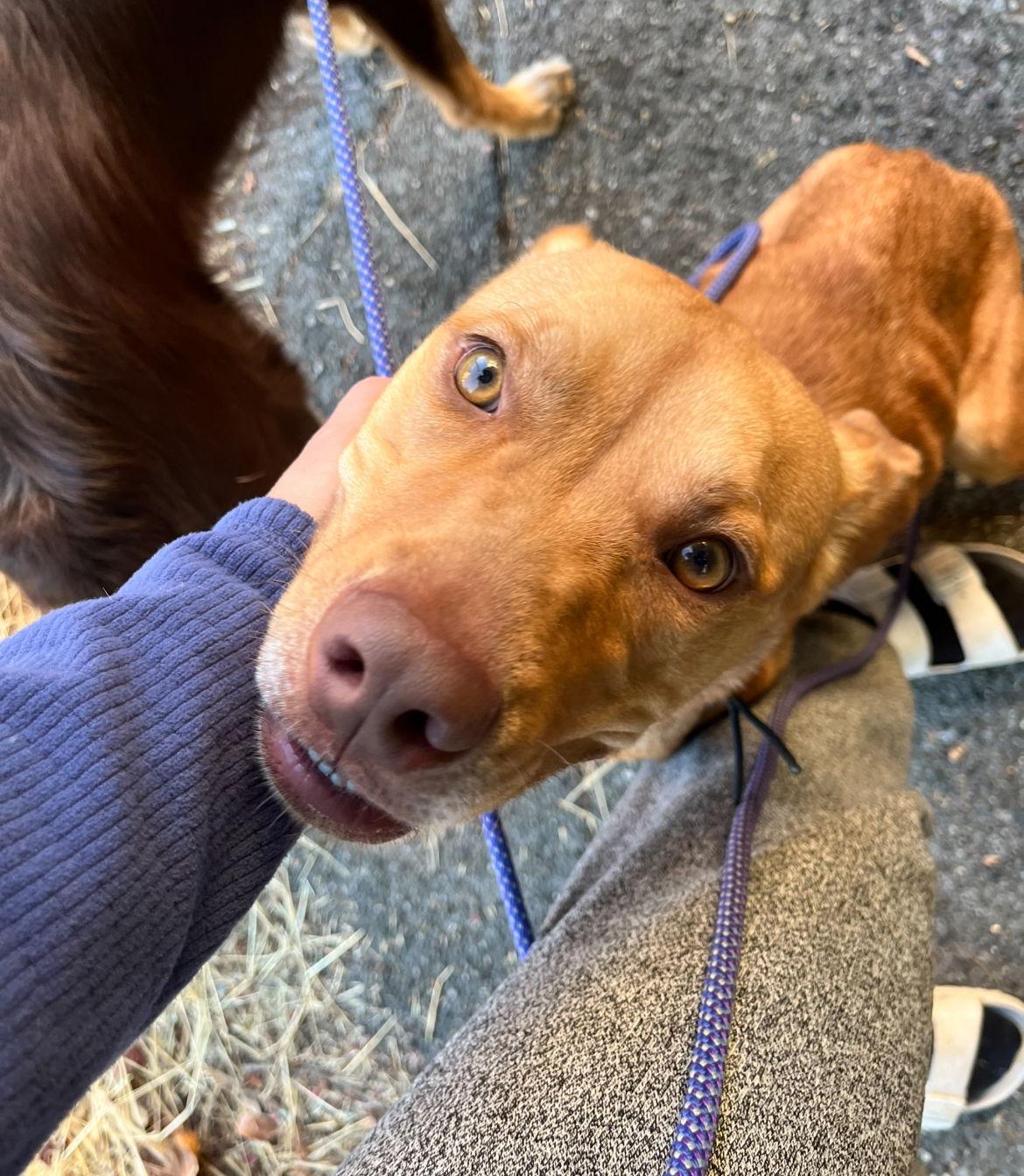 Violet, Adopted, Young Female Pit Bull Terrier & Retriever.