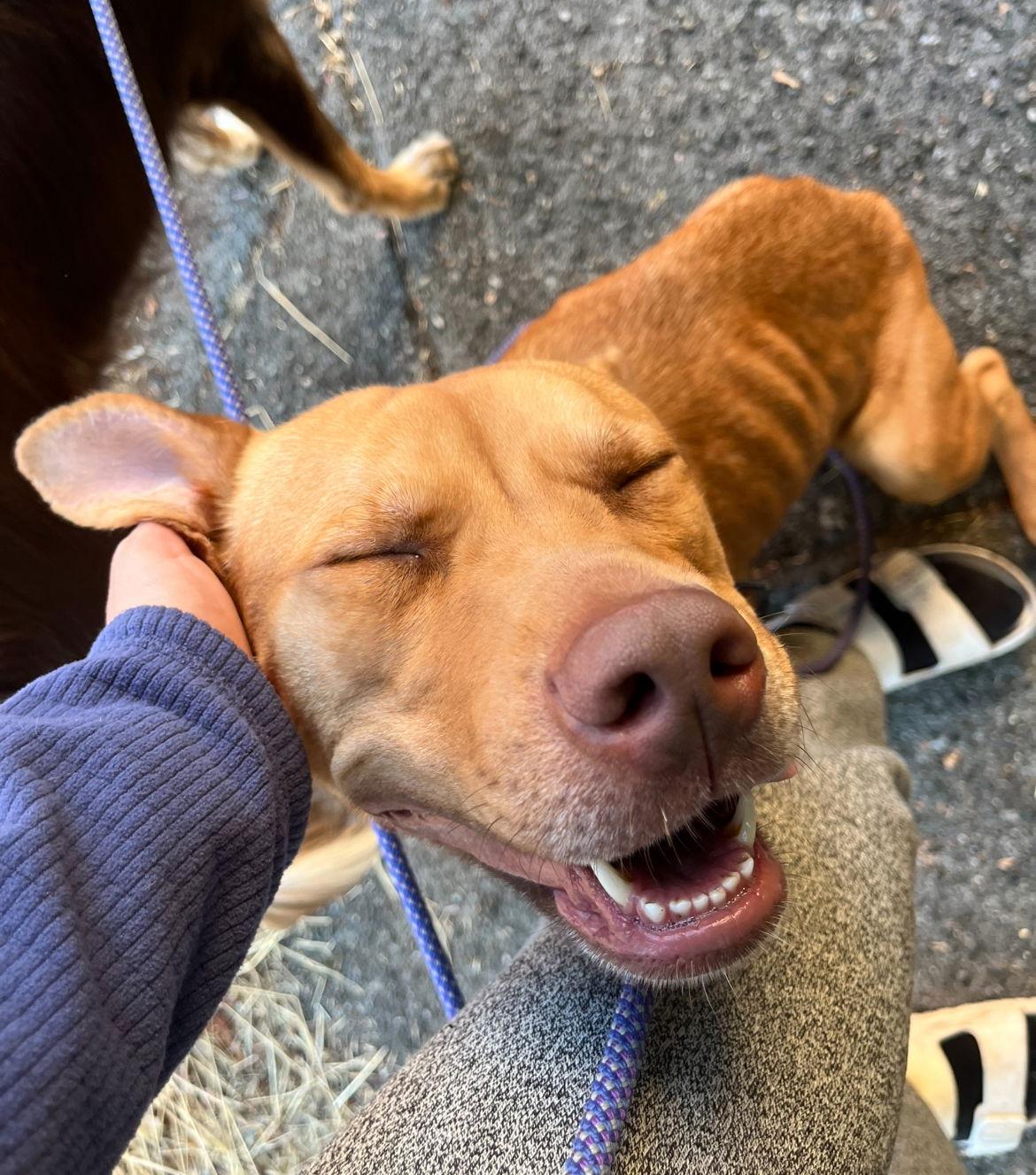 Enlarge Violet, a Adopted mixed breed in Bothell, WA image 3/3