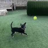 Enlarge Jarvis, a Adoptable mixed breed image 1/1