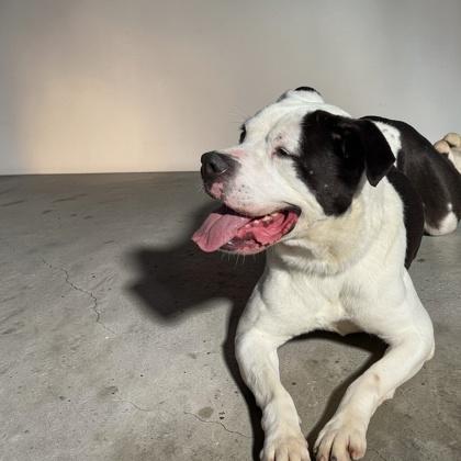 Chloe, a Adoptable mixed breed in Cumberland, MD image 1/2