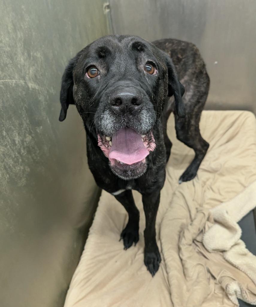 Enlarge Debbie, a Adoptable mixed breed in La Porte, IN image 1/1