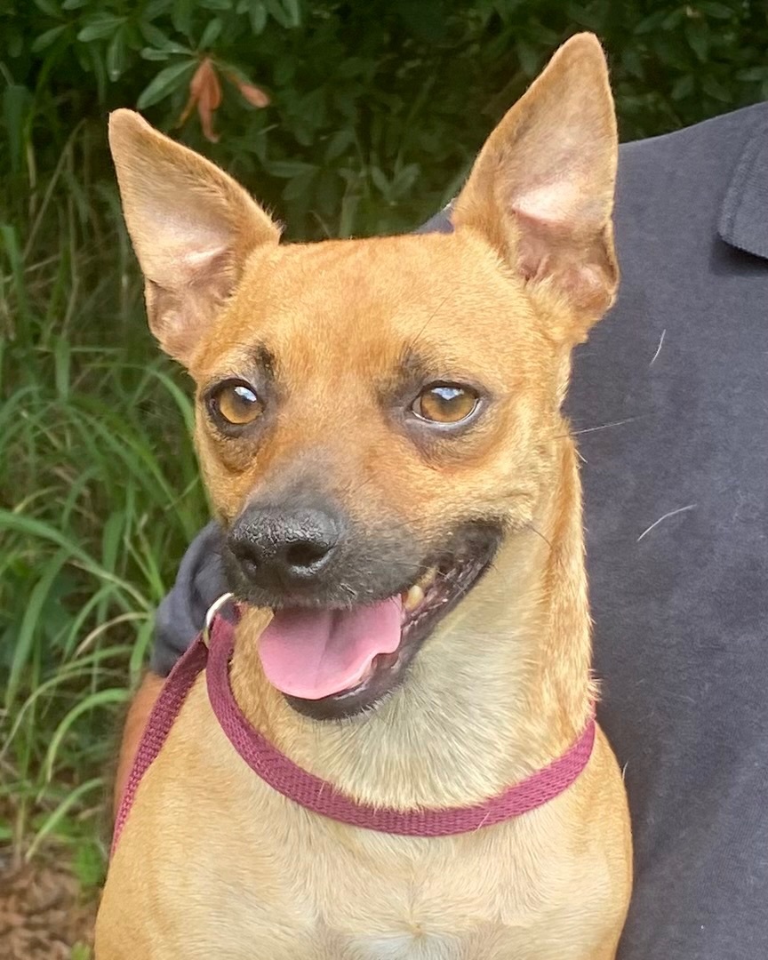 Leonard, Adopted, Adult Male Chihuahua & Miniature Pinscher.