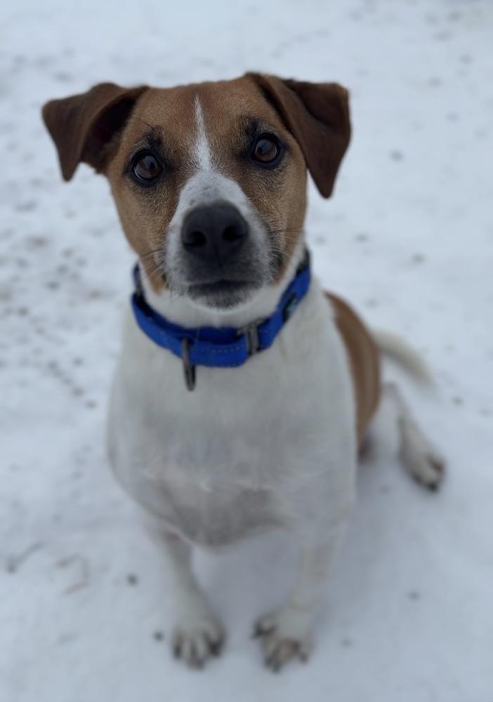 Barney, a Adoptable Jack Russell Terrier in Bemidji, MN image 2/3