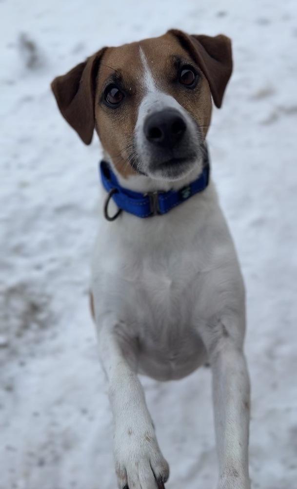 Barney, a Adoptable Jack Russell Terrier in Bemidji, MN image 3/3
