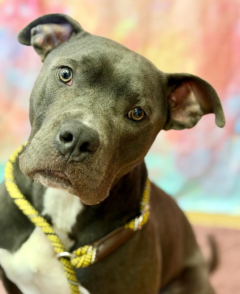 RYERSON, Adoptable, Young Male Terrier.