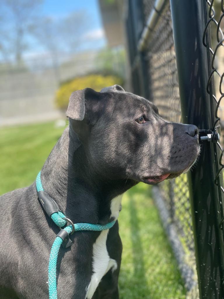 Enlarge RYERSON, a Adoptable Terrier in Wintersville, OH image 3/6