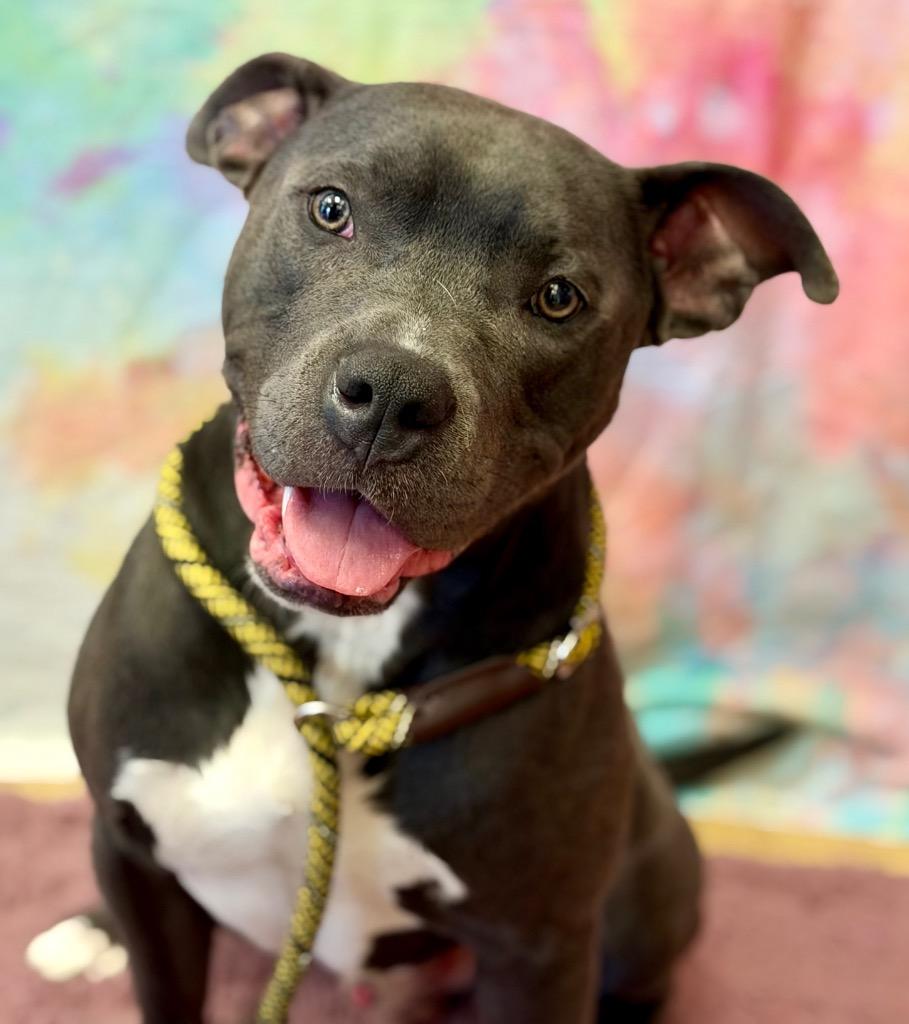 Enlarge RYERSON, a Adoptable Terrier in Wintersville, OH image 2/3