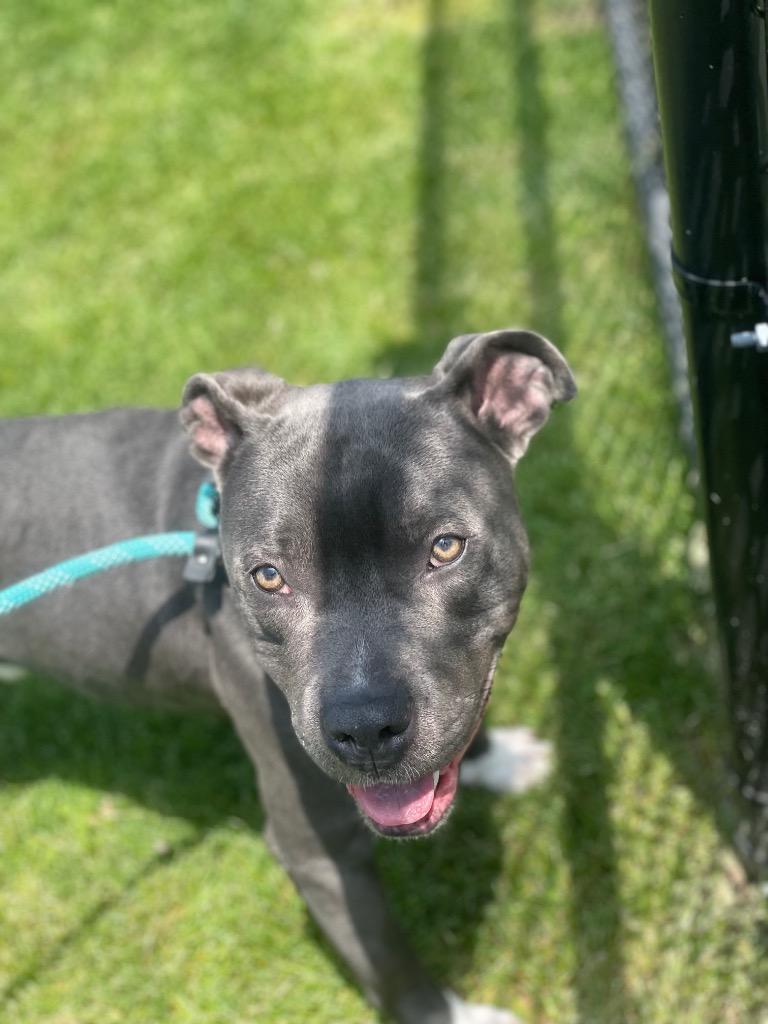 Enlarge RYERSON, a Adoptable Terrier in Wintersville, OH image 5/6