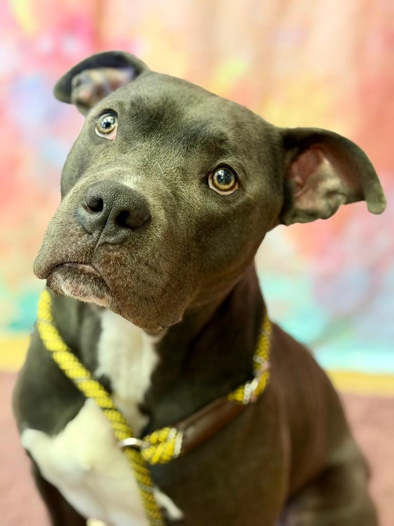 Enlarge RYERSON, a Adoptable Terrier in Wintersville, OH image 3/3