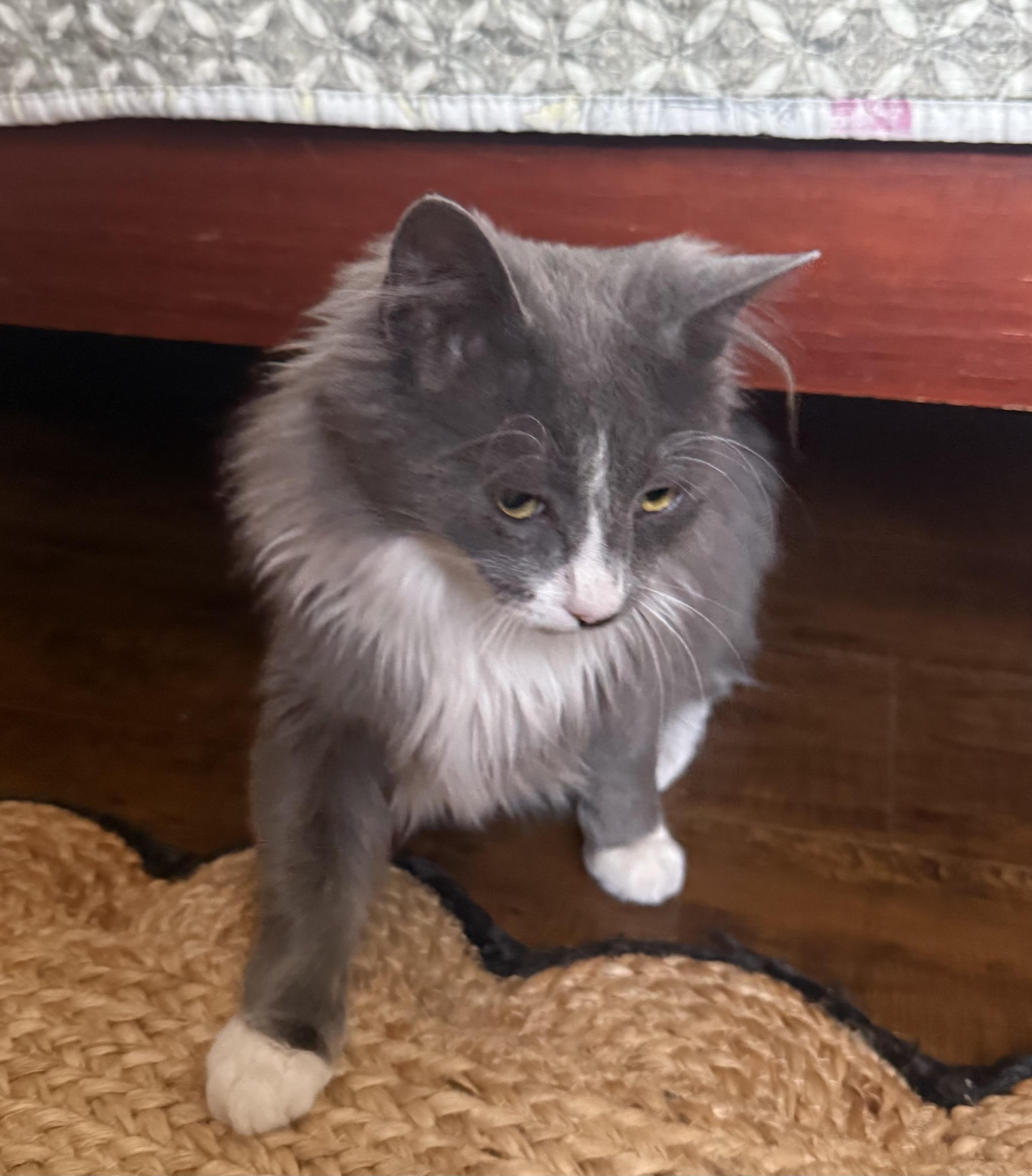 Valentino, an adoptable Russian Blue, Nebelung in Woodinville, WA, 98072 | Photo Image 2