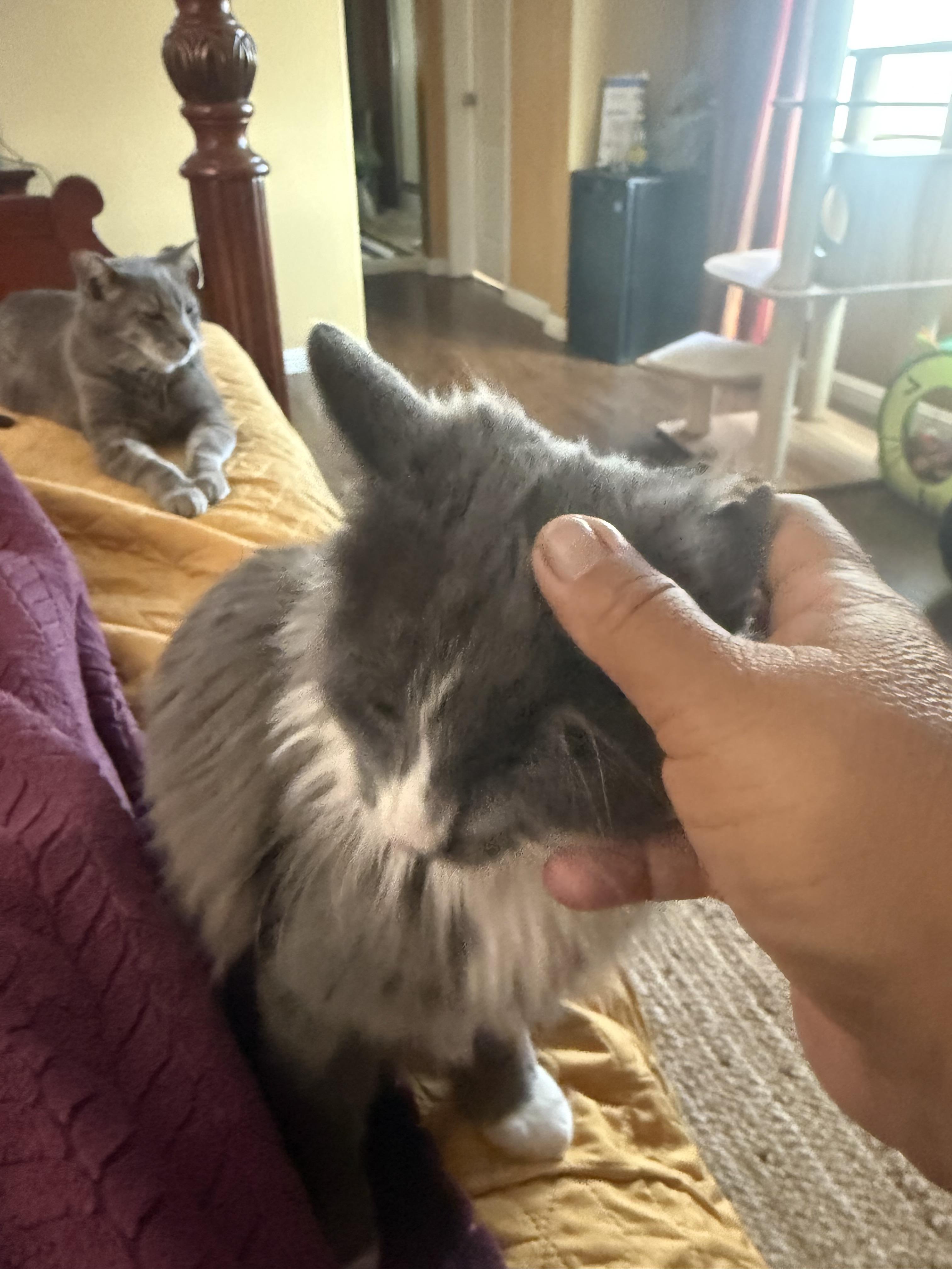 Valentino, an adoptable Russian Blue, Nebelung in Woodinville, WA, 98072 | Photo Image 3