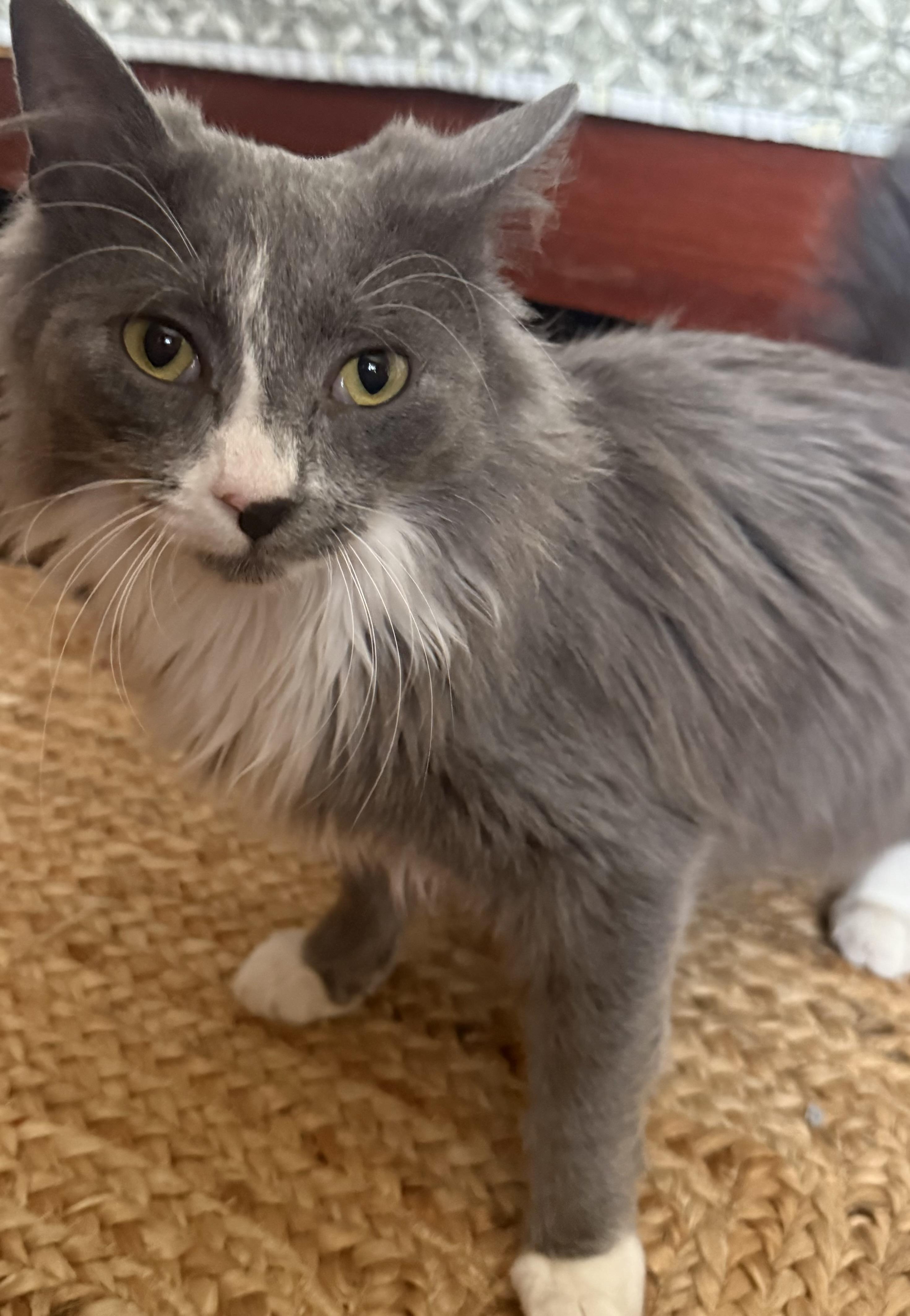 Valentino, Adoptable, Kitten Male Russian Blue & Nebelung.