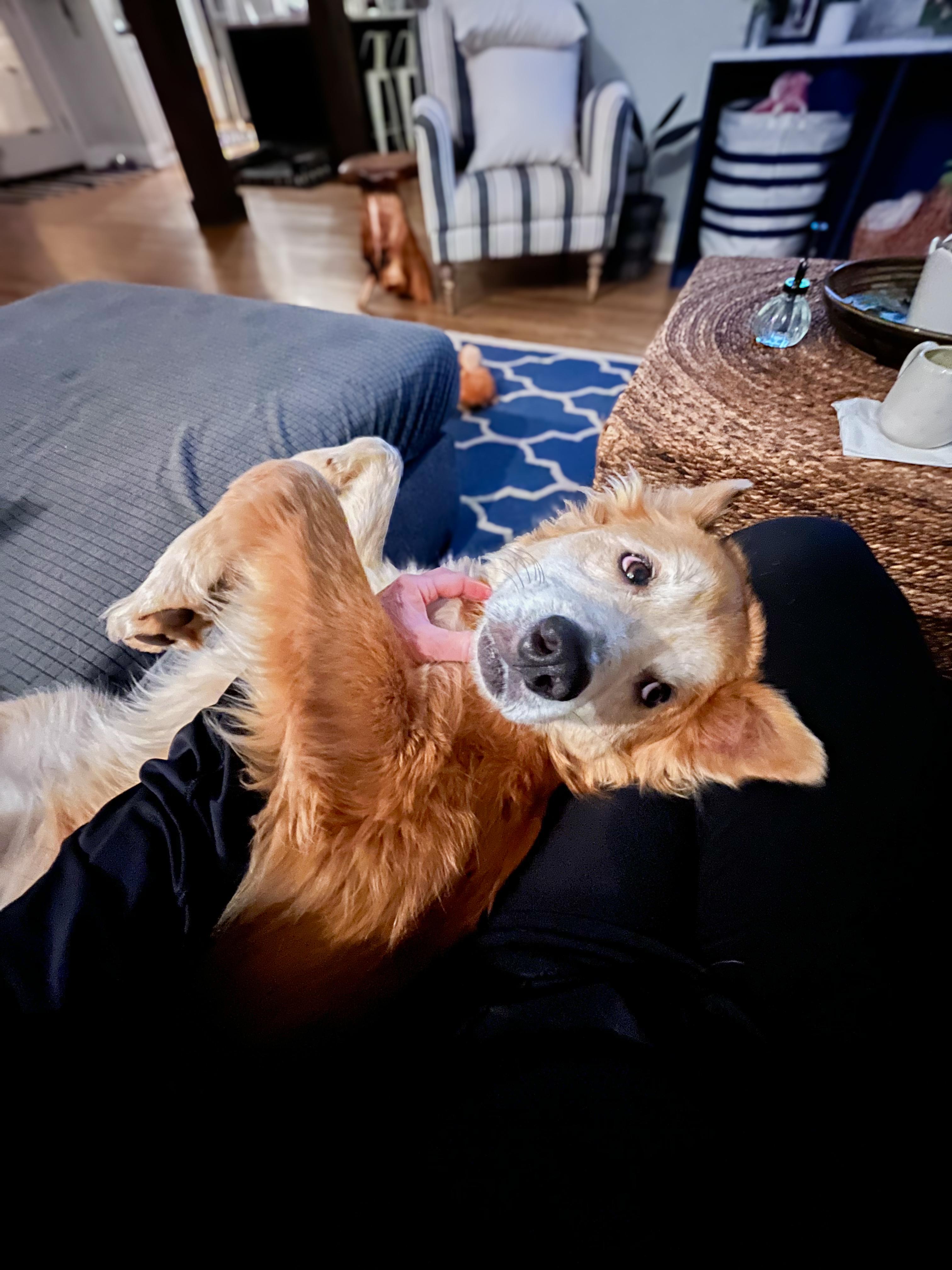 Enlarge Waffles, a ADOPTABLE Mixed Breed in Greer, SC image 3/5