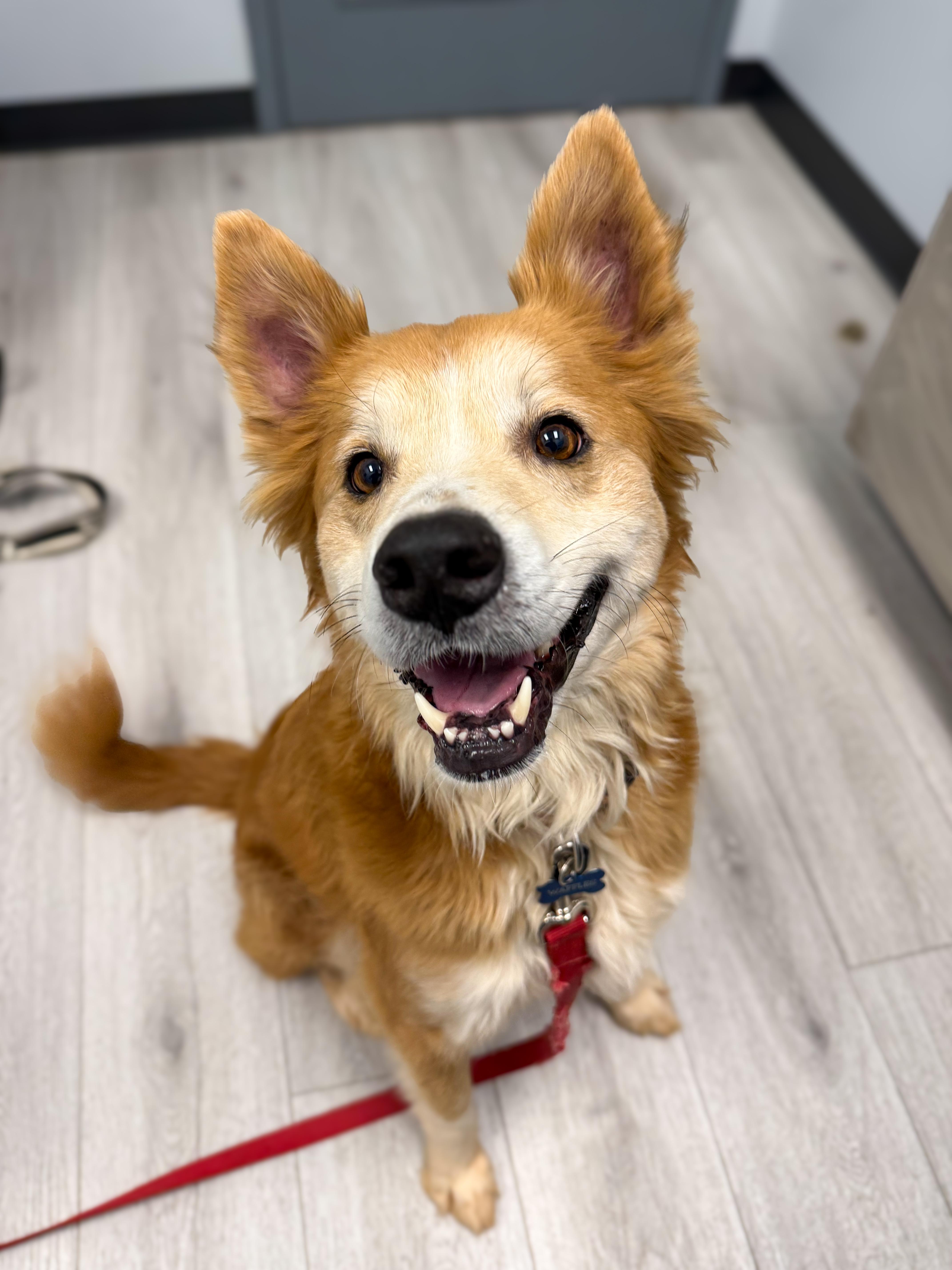 Waffles, ADOPTABLE, Adult Male Mixed Breed.